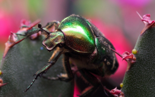 Жук бронзовка на кактусе