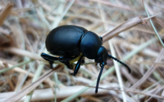 Жук листоед