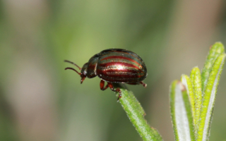 Жук на траве