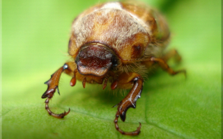 Майский жук на зеленом листе