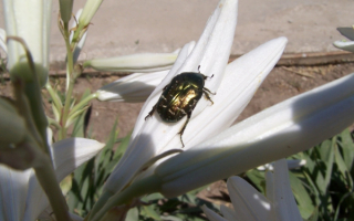 Жук листоед