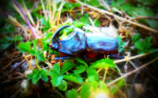 Жук носорог