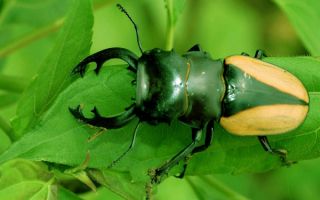 Жук олень на листьях
