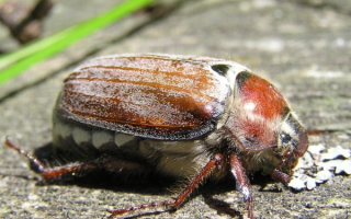 Майский жук