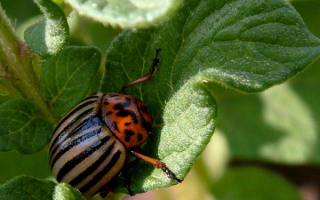 Колорадский жук