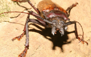 Жук усач дровосек