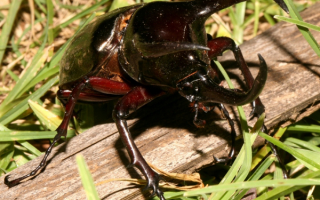 Многорогий жук в траве
