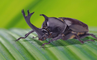 Жук носорог