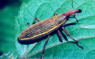 Жук долгоносик