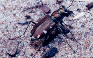 Жук на песке