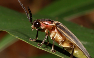 Жук светлячок