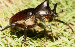 Жук носорог