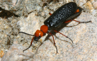 Жук с черными крыльями