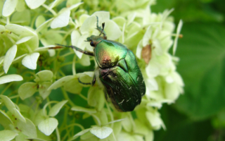Жук бронзовка на цветах