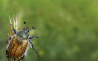 Майский жук на траве