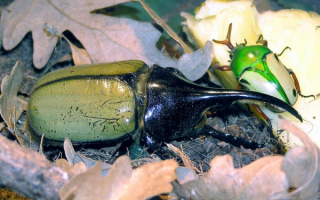 Жук геркулес