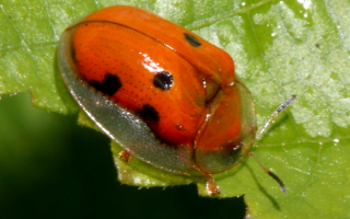 Жук черепаха