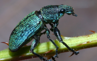 Долгоносик на ветке