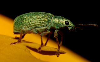 Жук долгоносик