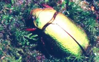 Жук бронзовка металлическая