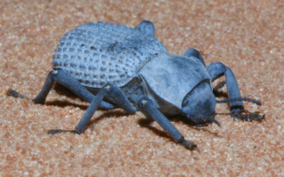 Жук в пустыне