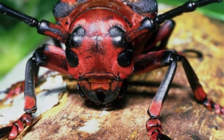 Жук усач короед