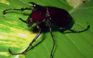 Многорогий жук