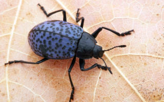 Жук листоед