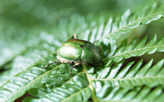 Жук бронзовка на папоротнике
