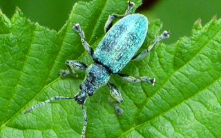 Жук листоед