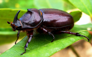 Жук носорог на зеленом листе
