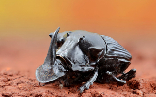 Жук носорог