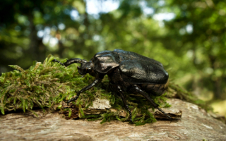 Жук отшельник