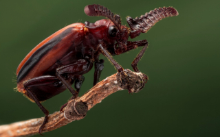 Жук пауссин