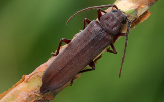 Жук ризодид