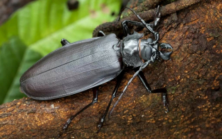 Жук титан дровосек