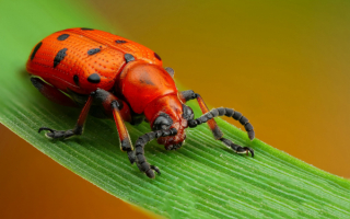 Жук трещалка