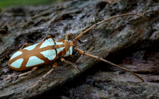 Жук усач бирюзовый