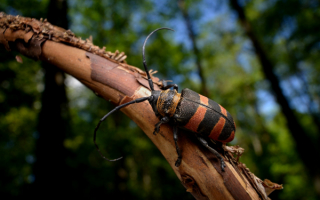 Жук усач короед