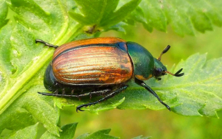 Жук хрущик
