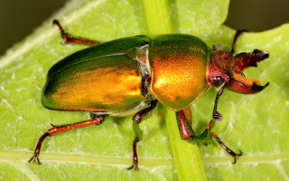 Золотой жук рогач