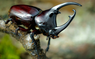 Красавец жук носорог