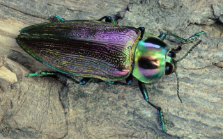 Красивый жук