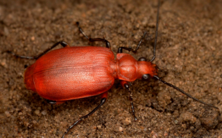 Красная жужелица