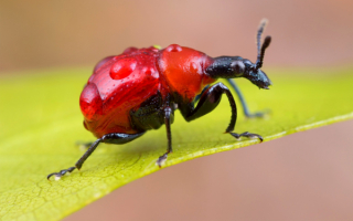 Красный долгоносик