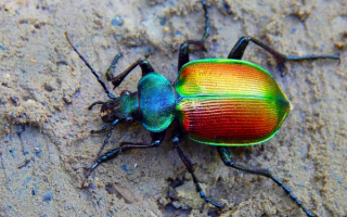 Красотел пахучий