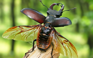 Летающий жук олень