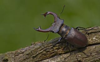 Рогатый жук олень