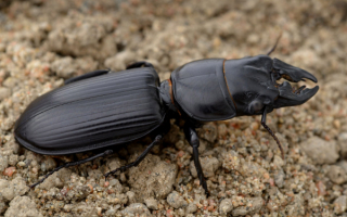 Роющий жук