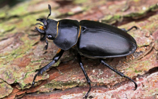 Самка жука оленя